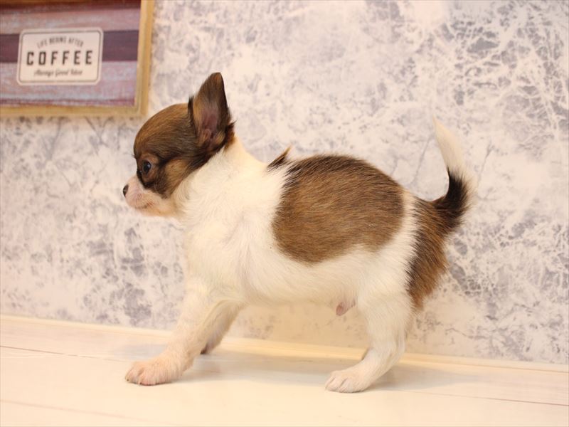 埼玉県のチワワ(ロング) (ワンラブ埼玉寄居店/2026年1月12日生まれ/男の子/セーブルホワイト)の子犬の3枚目の画像