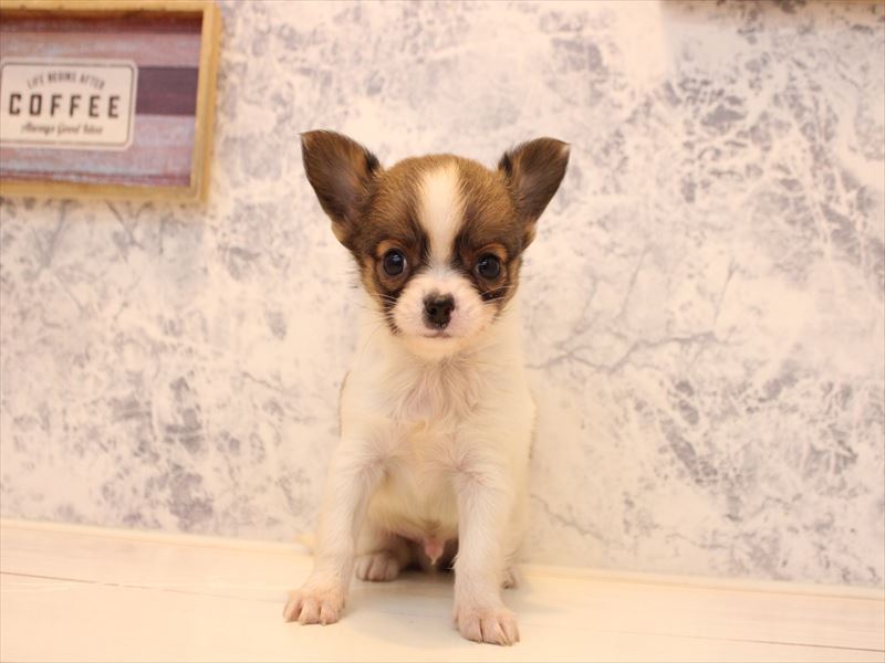 埼玉県のチワワ(ロング) (ワンラブ埼玉寄居店/2026年1月12日生まれ/男の子/セーブルホワイト)の子犬の2枚目の画像