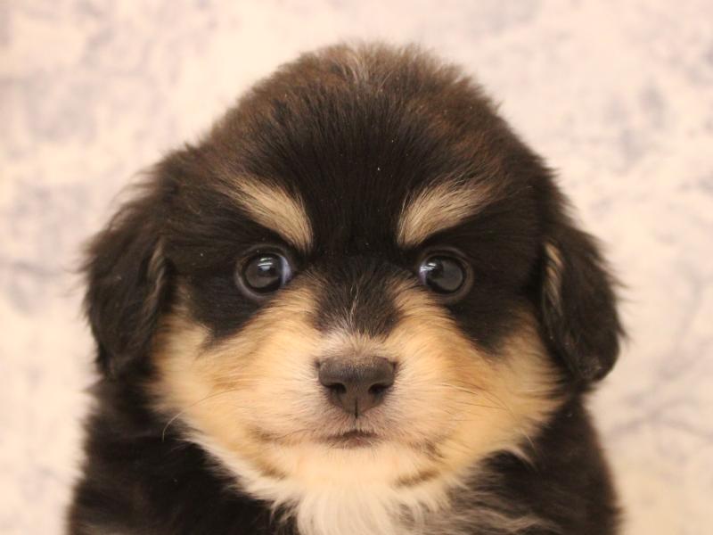 埼玉県のポメックス(ポメラニアン×ダックス) (ワンラブ埼玉寄居店/2026年1月11日生まれ/男の子/ブラックタン)の子犬の1枚目の画像