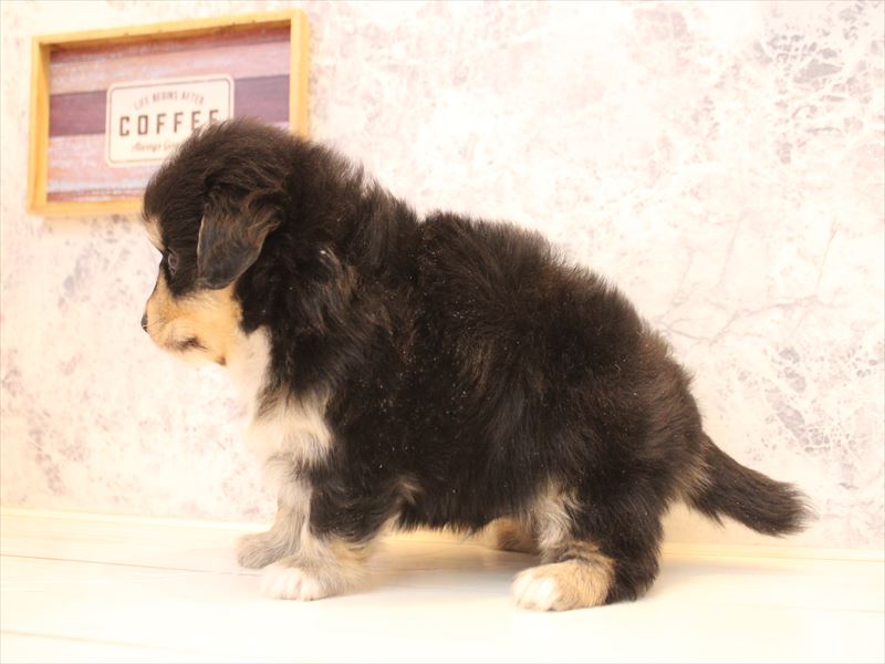 埼玉県のポメックス(ポメラニアン×ダックス) (ワンラブ埼玉寄居店/2026年1月11日生まれ/男の子/ブラックタン)の子犬の3枚目の画像