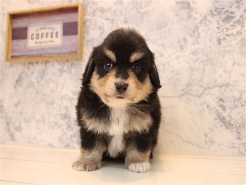 埼玉県のポメックス(ポメラニアン×ダックス) (ワンラブ埼玉寄居店/2026年1月11日生まれ/男の子/ブラックタン)の子犬の2枚目の画像