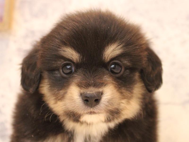 埼玉県のポメックス(ポメラニアン×ダックス) (ワンラブ埼玉寄居店/2026年1月11日生まれ/男の子/ブラックタン)の子犬の1枚目の画像