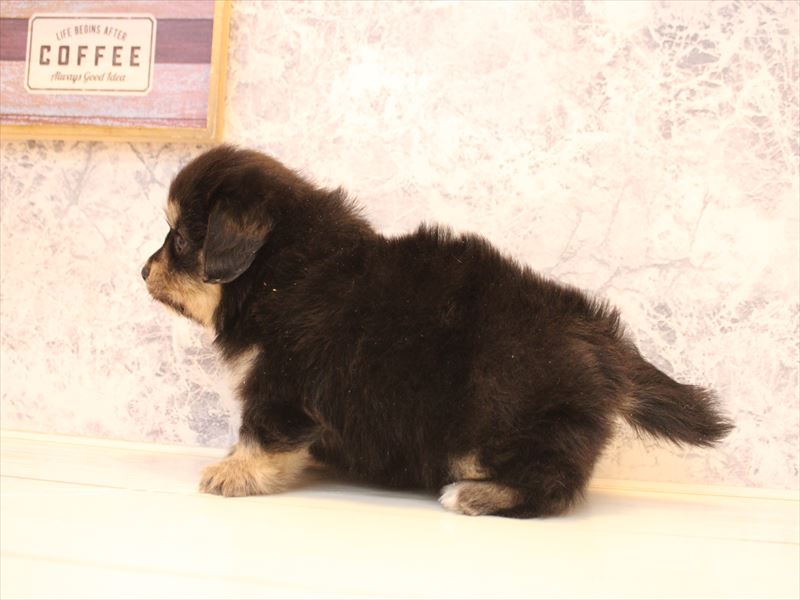 埼玉県のポメックス(ポメラニアン×ダックス) (ワンラブ埼玉寄居店/2026年1月11日生まれ/男の子/ブラックタン)の子犬の3枚目の画像