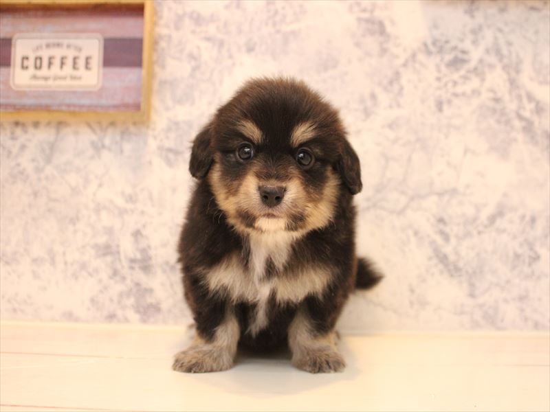 埼玉県のポメックス(ポメラニアン×ダックス) (ワンラブ埼玉寄居店/2026年1月11日生まれ/男の子/ブラックタン)の子犬の2枚目の画像