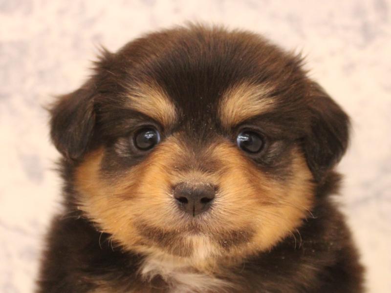 群馬県のポメックス(ポメラニアン×ダックス) (ワンラブスマーク伊勢崎店/2026年1月11日生まれ/男の子/ブラックタン)の子犬の1枚目の画像