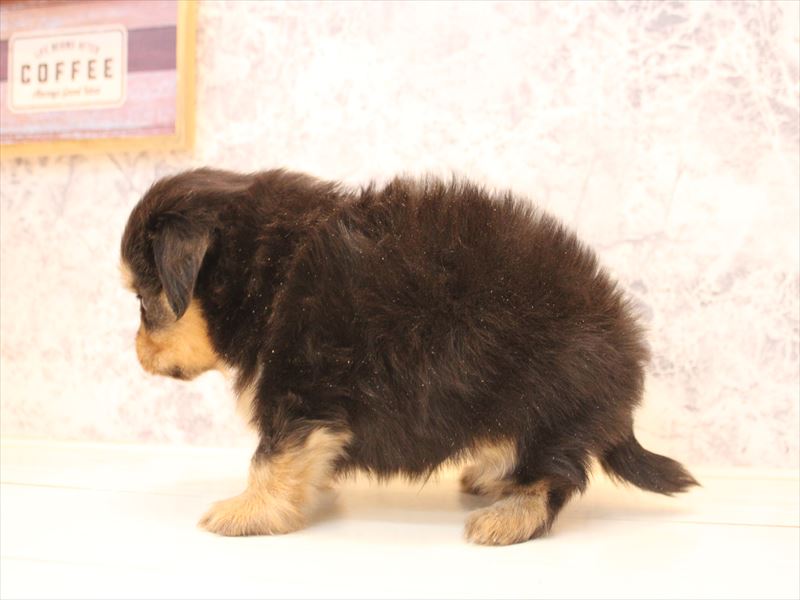 群馬県のポメックス(ポメラニアン×ダックス) (ワンラブスマーク伊勢崎店/2026年1月11日生まれ/男の子/ブラックタン)の子犬の3枚目の画像