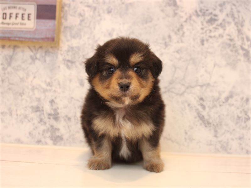 群馬県のポメックス(ポメラニアン×ダックス) (ワンラブスマーク伊勢崎店/2026年1月11日生まれ/男の子/ブラックタン)の子犬の2枚目の画像