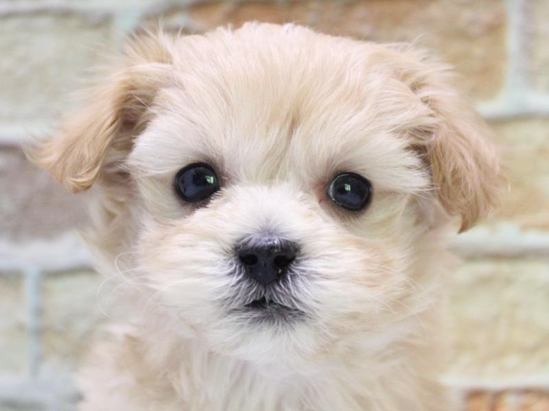 埼玉県のマルプー(マルチーズ×プードル) (ワンラブ埼玉寄居店/2026年1月11日生まれ/男の子/クリームホワイト)の子犬の1枚目の画像