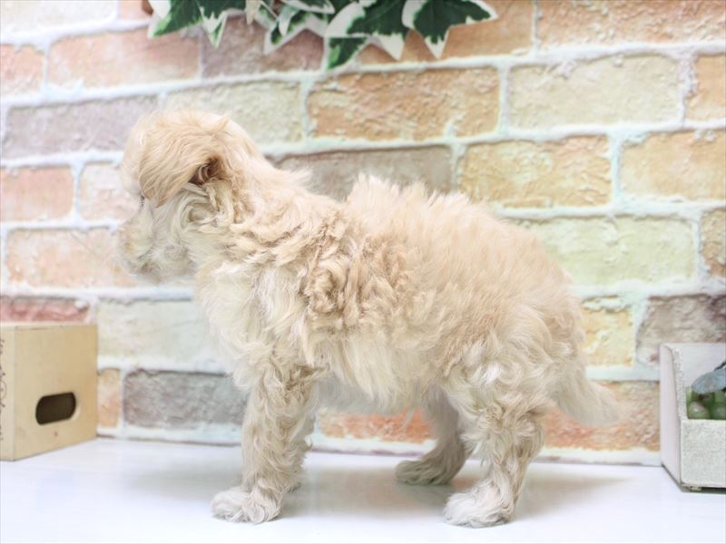 埼玉県のマルプー(マルチーズ×プードル) (ワンラブ埼玉寄居店/2026年1月11日生まれ/男の子/クリームホワイト)の子犬の3枚目の画像