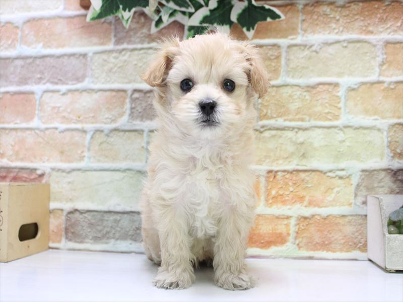 埼玉県のマルプー(マルチーズ×プードル) (ワンラブ埼玉寄居店/2026年1月11日生まれ/男の子/クリームホワイト)の子犬の2枚目の画像