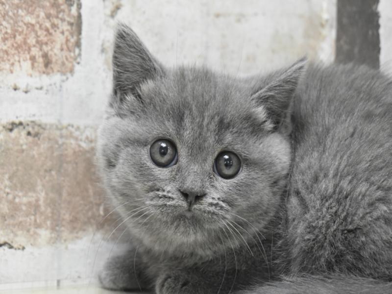岐阜県のブリティッシュショートヘアー (ワンラブモレラ岐阜店/2026年1月14日生まれ/女の子/ブルー)の子猫の1枚目の画像