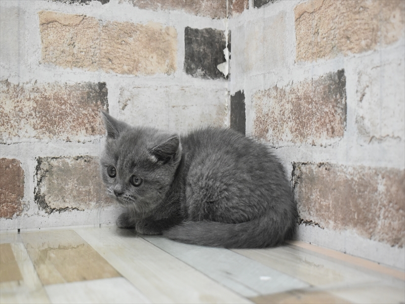 岐阜県のブリティッシュショートヘアー (ワンラブモレラ岐阜店/2026年1月14日生まれ/女の子/ブルー)の子猫の3枚目の画像