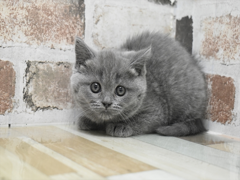 岐阜県のブリティッシュショートヘアー (ワンラブモレラ岐阜店/2026年1月14日生まれ/女の子/ブルー)の子猫の2枚目の画像