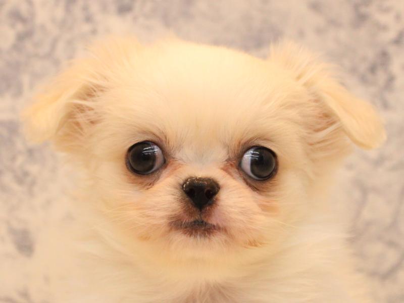 新潟県のチワペキ/ペキチー/ペキチワ(チワワ×ペキニーズ) (ワンラブ長岡 リナシエKITAMACHI店/2026年1月17日生まれ/女の子/ホワイト)の子犬