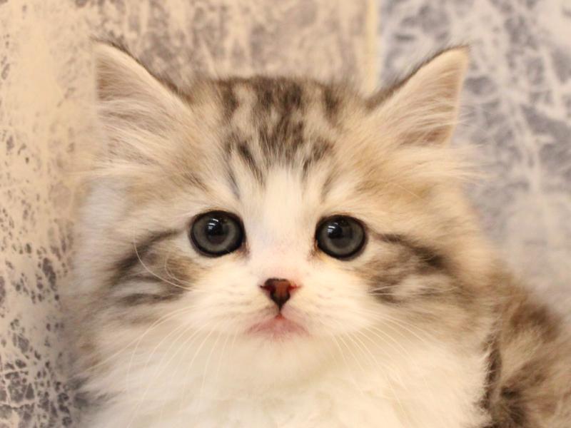 青森県のスコティッシュフォールド (ワンラブエルムの街店/2026年1月17日生まれ/男の子/シルバータビーホワイト)の子猫の1枚目の画像