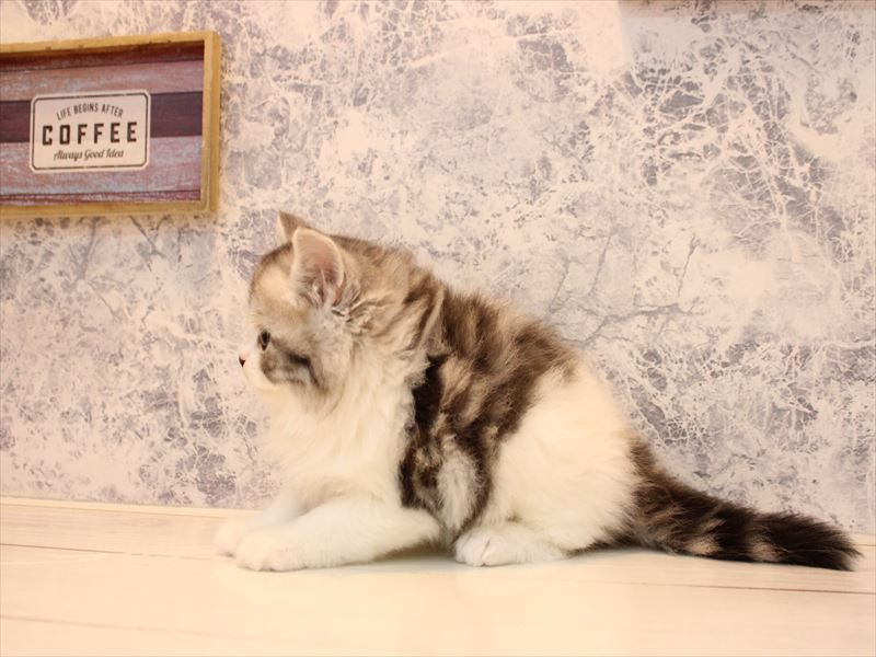 青森県のスコティッシュフォールド (ワンラブエルムの街店/2026年1月17日生まれ/男の子/シルバータビーホワイト)の子猫の3枚目の画像