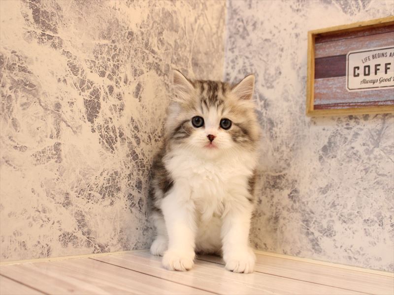 青森県のスコティッシュフォールド (ワンラブエルムの街店/2026年1月17日生まれ/男の子/シルバータビーホワイト)の子猫の2枚目の画像