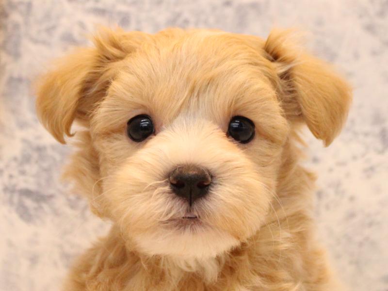 埼玉県のマルプー(マルチーズ×プードル) (ワンラブカインズ朝霞店/2026年1月16日生まれ/男の子/アプリコット)の子犬の1枚目の画像