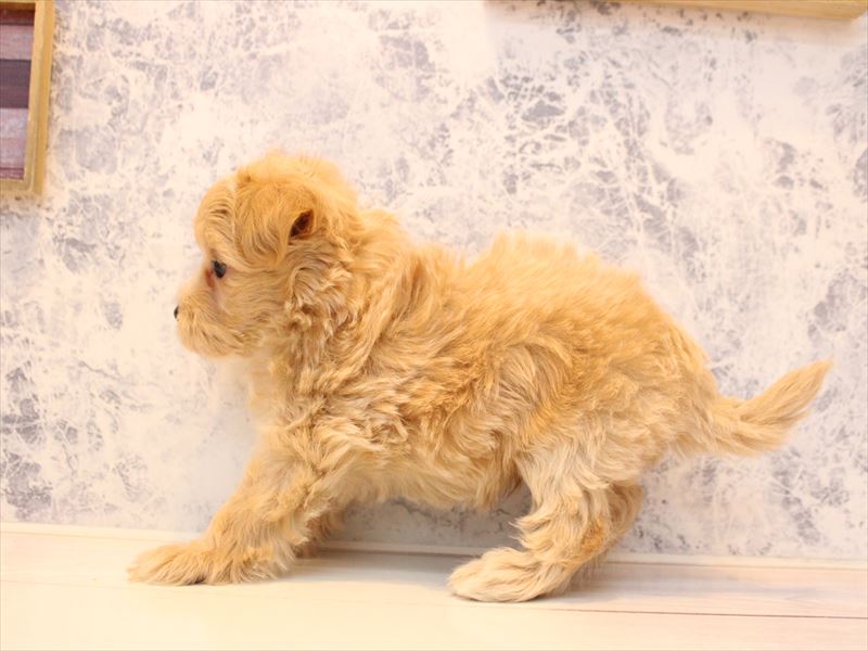 埼玉県のマルプー(マルチーズ×プードル) (ワンラブカインズ朝霞店/2026年1月16日生まれ/男の子/アプリコット)の子犬の3枚目の画像