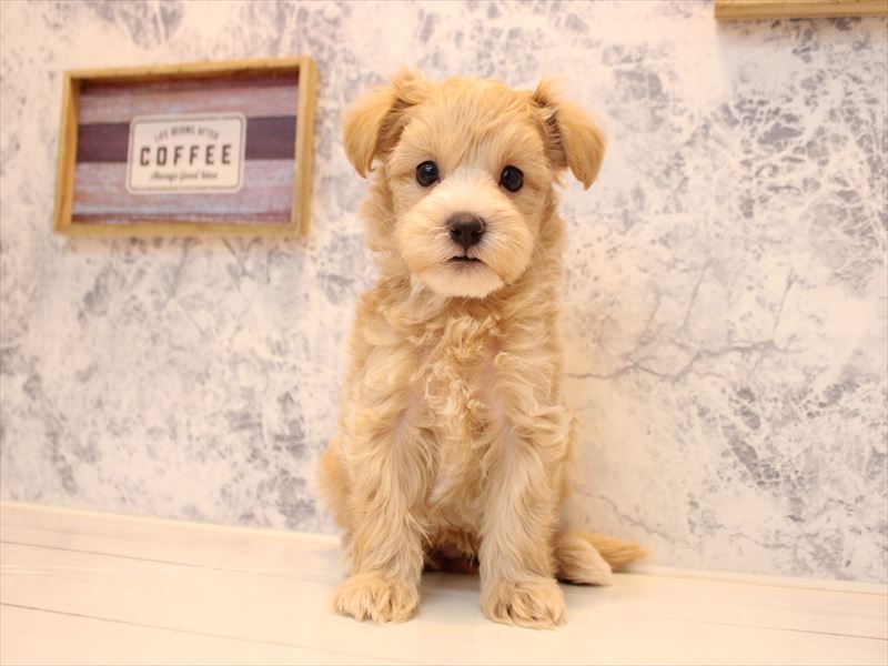 埼玉県のマルプー(マルチーズ×プードル) (ワンラブカインズ朝霞店/2026年1月16日生まれ/男の子/アプリコット)の子犬の2枚目の画像