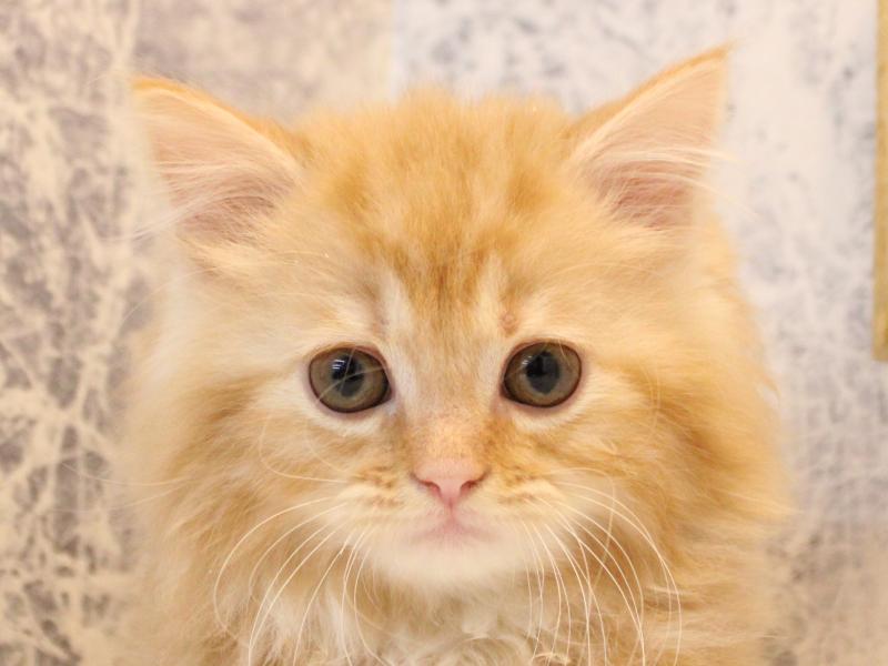 千葉県のマンチカン (ワンラブカインズ船橋習志野店/2026年1月15日生まれ/男の子/レッドタビー)の子猫