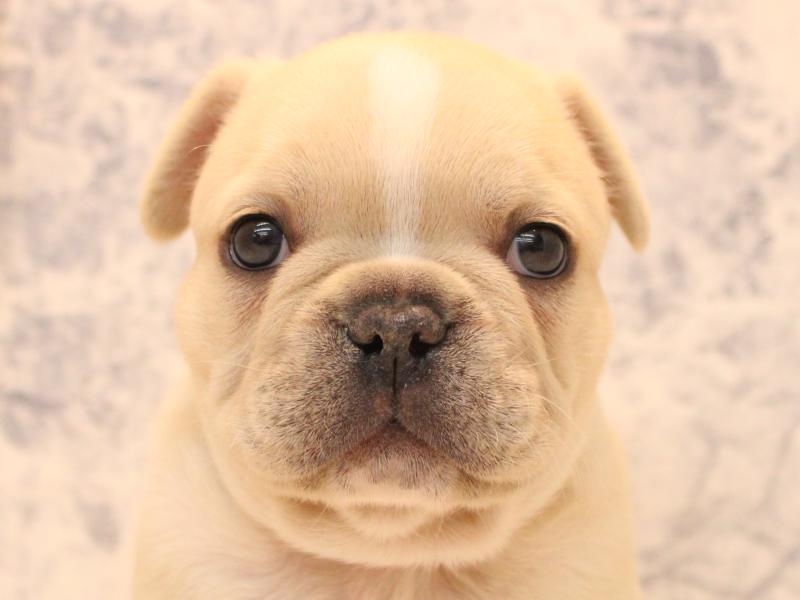 埼玉県のフレンチブルドッグ (ワンラブカインズ朝霞店/2026年1月18日生まれ/男の子/クリーム)の子犬の1枚目の画像