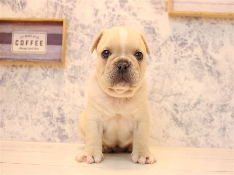 埼玉県のフレンチブルドッグ (ワンラブカインズ朝霞店/2026年1月18日生まれ/男の子/クリーム)の子犬の3枚目の画像