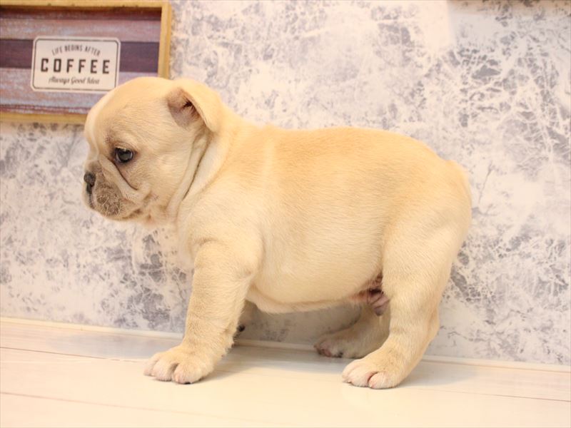 埼玉県のフレンチブルドッグ (ワンラブカインズ朝霞店/2026年1月18日生まれ/男の子/クリーム)の子犬の2枚目の画像