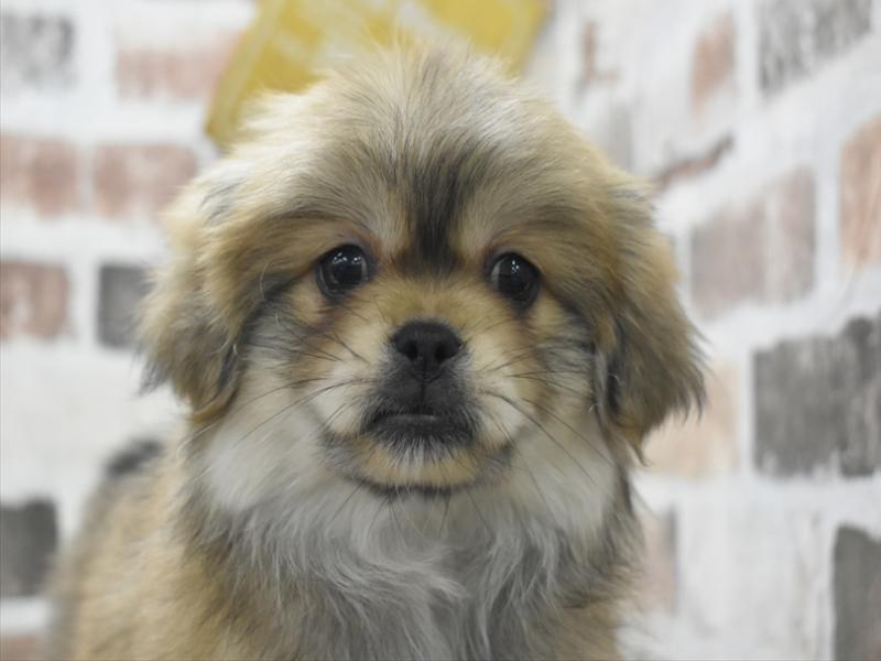 愛知県のペキポメ/ポメペキ(ペキニーズ×ポメラニアン) (ワンラブ名古屋守山インター総本店/2026年1月16日生まれ/女の子/オレンジセーブル)の子犬の1枚目の画像