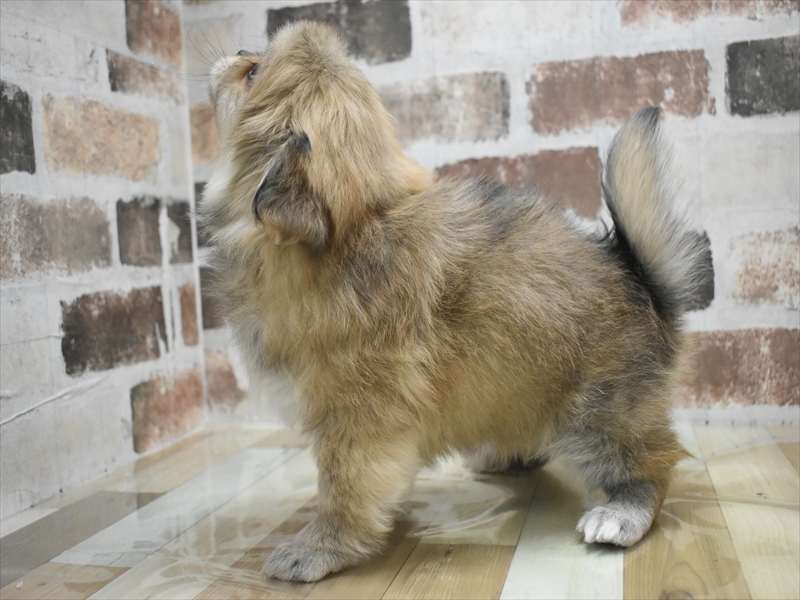 愛知県のペキポメ/ポメペキ(ペキニーズ×ポメラニアン) (ワンラブ名古屋守山インター総本店/2026年1月16日生まれ/女の子/オレンジセーブル)の子犬の3枚目の画像