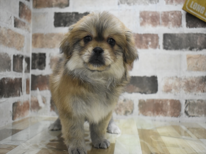 愛知県のペキポメ/ポメペキ(ペキニーズ×ポメラニアン) (ワンラブ名古屋守山インター総本店/2026年1月16日生まれ/女の子/オレンジセーブル)の子犬の2枚目の画像