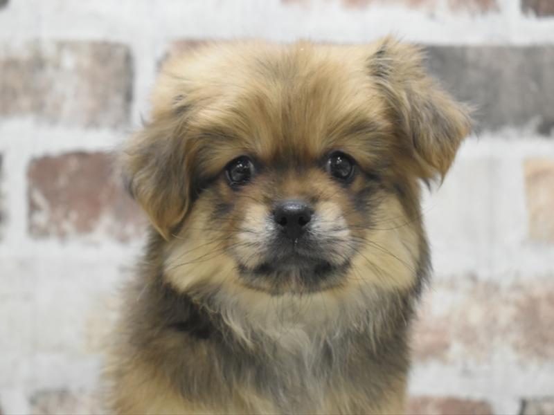 愛知県のペキポメ/ポメペキ(ペキニーズ×ポメラニアン) (ワンラブ名古屋守山インター総本店/2026年1月16日生まれ/女の子/オレンジセーブル)の子犬の1枚目の画像