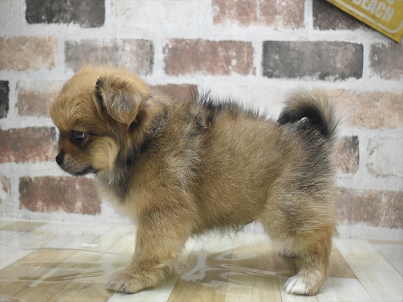 愛知県のペキポメ/ポメペキ(ペキニーズ×ポメラニアン) (ワンラブ名古屋守山インター総本店/2026年1月16日生まれ/女の子/オレンジセーブル)の子犬の3枚目の画像