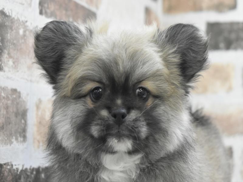 愛知県のペキポメ/ポメペキ(ペキニーズ×ポメラニアン) (ワンラブ名古屋守山インター総本店/2026年1月16日生まれ/男の子/フォーンセーブル)の子犬の1枚目の画像