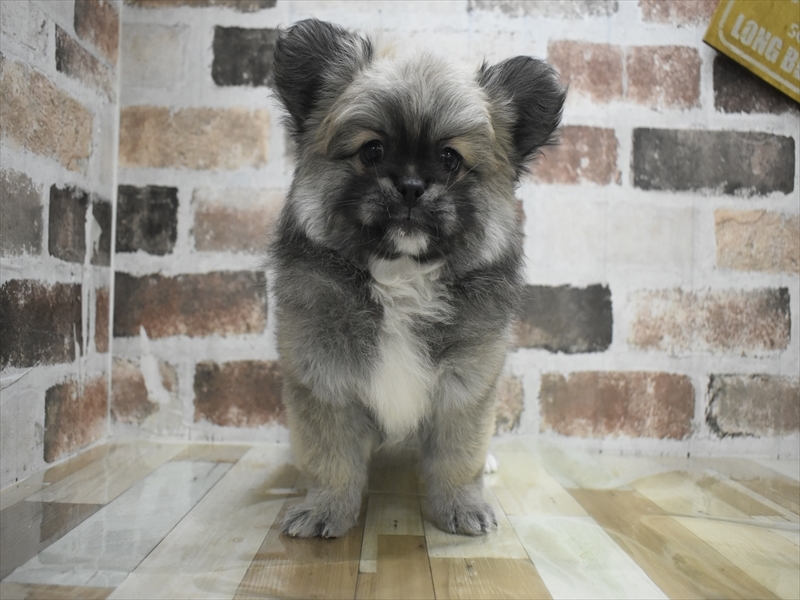 愛知県のペキポメ/ポメペキ(ペキニーズ×ポメラニアン) (ワンラブ名古屋守山インター総本店/2026年1月16日生まれ/男の子/フォーンセーブル)の子犬の2枚目の画像