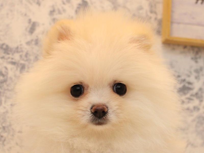 埼玉県のポメラニアン (ワンラブカインズ本庄早稲田店/2026年1月11日生まれ/男の子/クリーム)の子犬の1枚目の画像