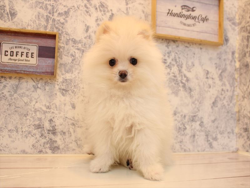 埼玉県のポメラニアン (ワンラブカインズ本庄早稲田店/2026年1月11日生まれ/男の子/クリーム)の子犬の3枚目の画像