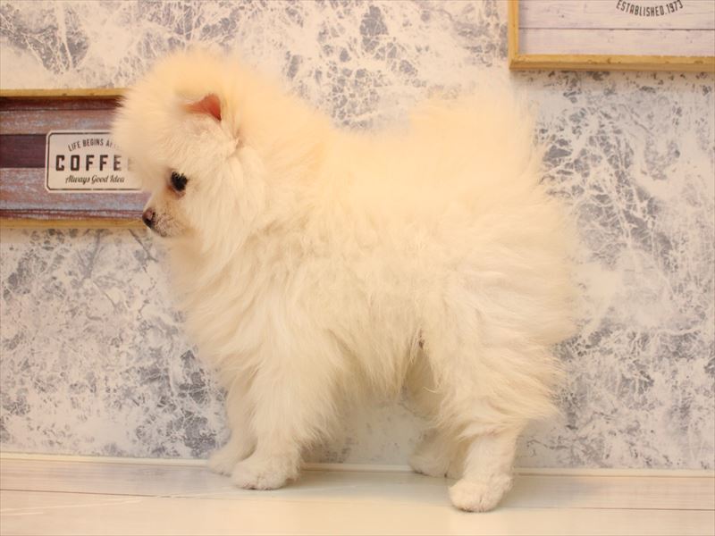 埼玉県のポメラニアン (ワンラブカインズ本庄早稲田店/2026年1月11日生まれ/男の子/クリーム)の子犬の2枚目の画像