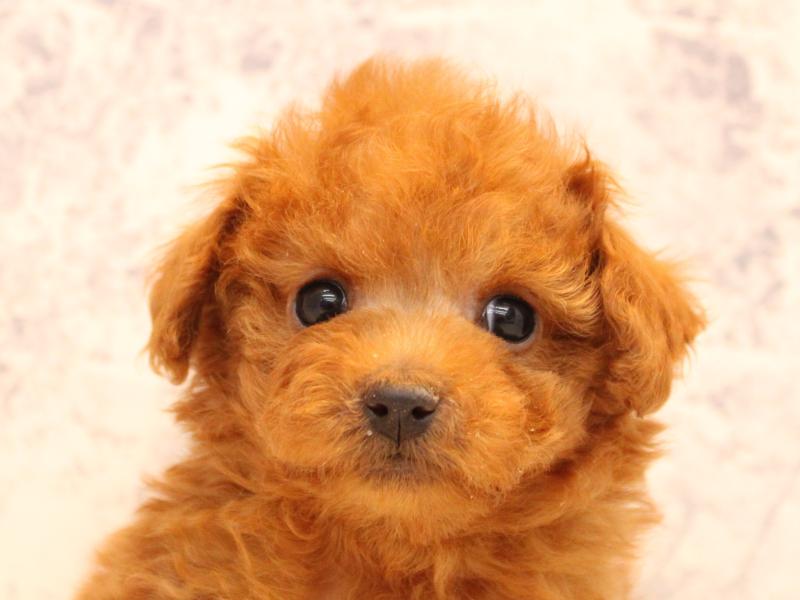 埼玉県のトイプードル(タイニー) (ワンラブ西武所沢ワルツ店/2026年1月15日生まれ/男の子/レッドフォーン)の子犬の1枚目の画像