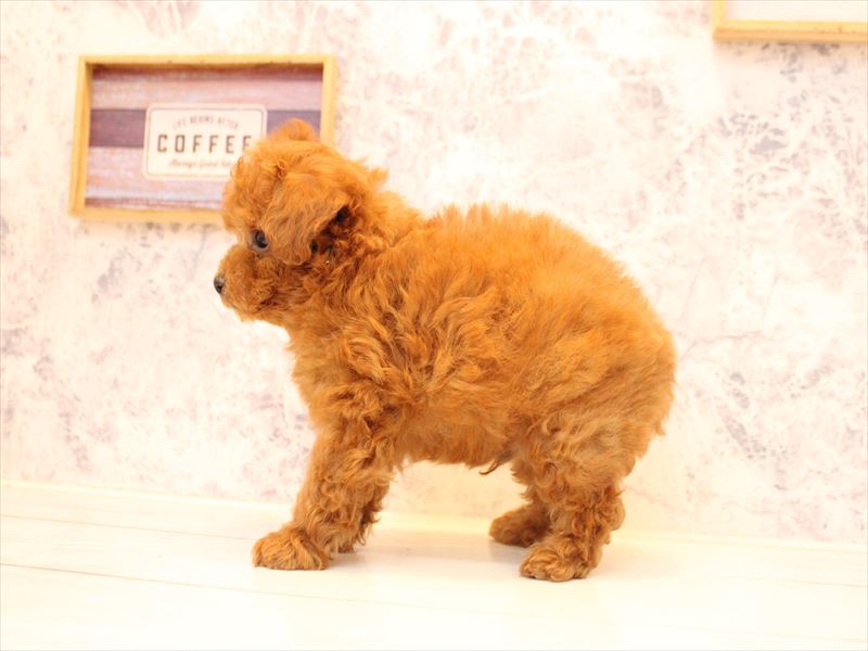 埼玉県のトイプードル(タイニー) (ワンラブ西武所沢ワルツ店/2026年1月15日生まれ/男の子/レッドフォーン)の子犬の3枚目の画像