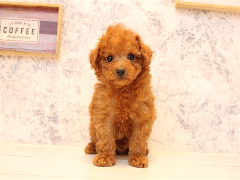 埼玉県のトイプードル(タイニー) (ワンラブ西武所沢ワルツ店/2026年1月15日生まれ/男の子/レッドフォーン)の子犬の2枚目の画像