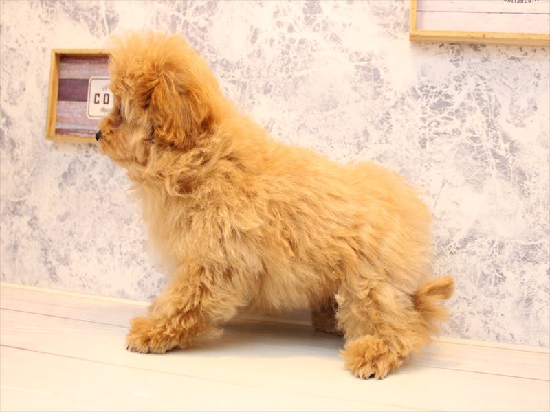 埼玉県のマルプー(マルチーズ×プードル) (ワンラブカインズ蓮田店/2025年11月23日生まれ/男の子/アプリコット)の子犬の3枚目の画像