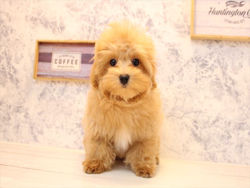 埼玉県のマルプー(マルチーズ×プードル) (ワンラブカインズ蓮田店/2025年11月23日生まれ/男の子/アプリコット)の子犬の2枚目の画像