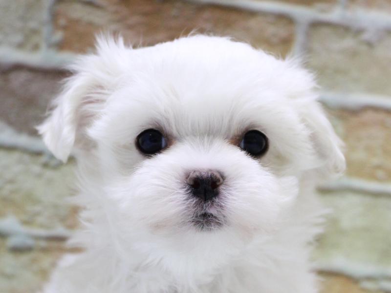 埼玉県のマルチーズ (ワンラブアリオ鷲宮店/2026年1月20日生まれ/男の子/ホワイト)の子犬の1枚目の画像