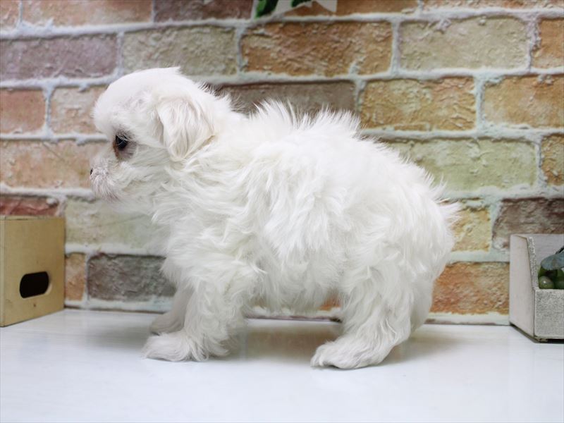 埼玉県のマルチーズ (ワンラブアリオ鷲宮店/2026年1月20日生まれ/男の子/ホワイト)の子犬の3枚目の画像