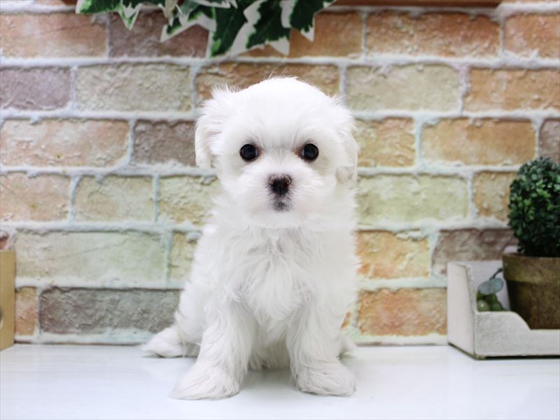 埼玉県のマルチーズ (ワンラブアリオ鷲宮店/2026年1月20日生まれ/男の子/ホワイト)の子犬の2枚目の画像