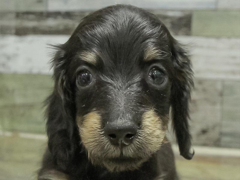 愛知県のミニチュアダックスフンド(ロング) (ワンラブ名古屋守山インター総本店/2026年1月15日生まれ/男の子/ブラックタン)の子犬の1枚目の画像