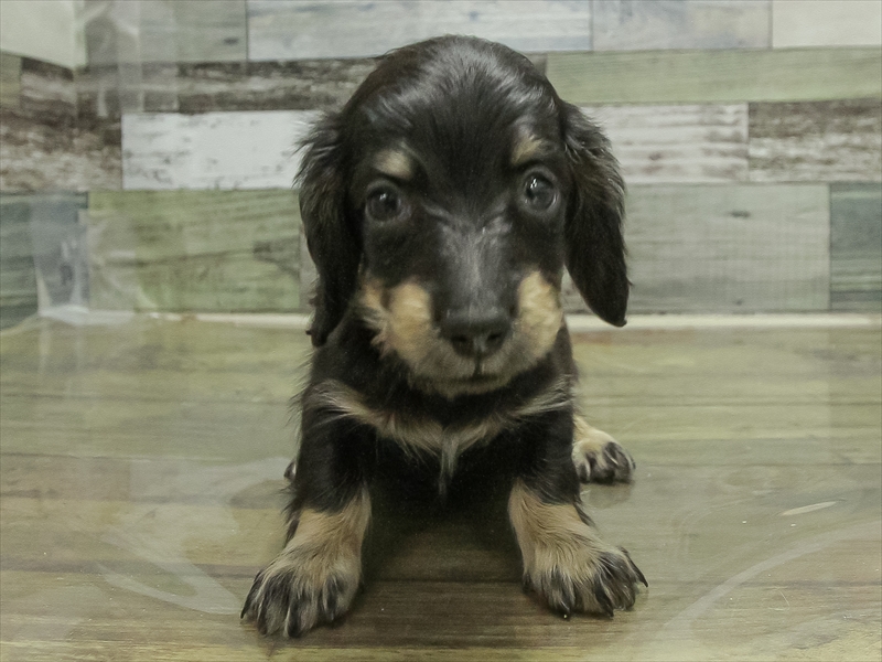 愛知県のミニチュアダックスフンド(ロング) (ワンラブ名古屋守山インター総本店/2026年1月15日生まれ/男の子/ブラックタン)の子犬の3枚目の画像