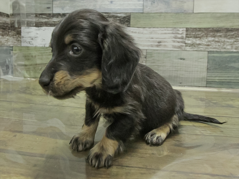 愛知県のミニチュアダックスフンド(ロング) (ワンラブ名古屋守山インター総本店/2026年1月15日生まれ/男の子/ブラックタン)の子犬の2枚目の画像