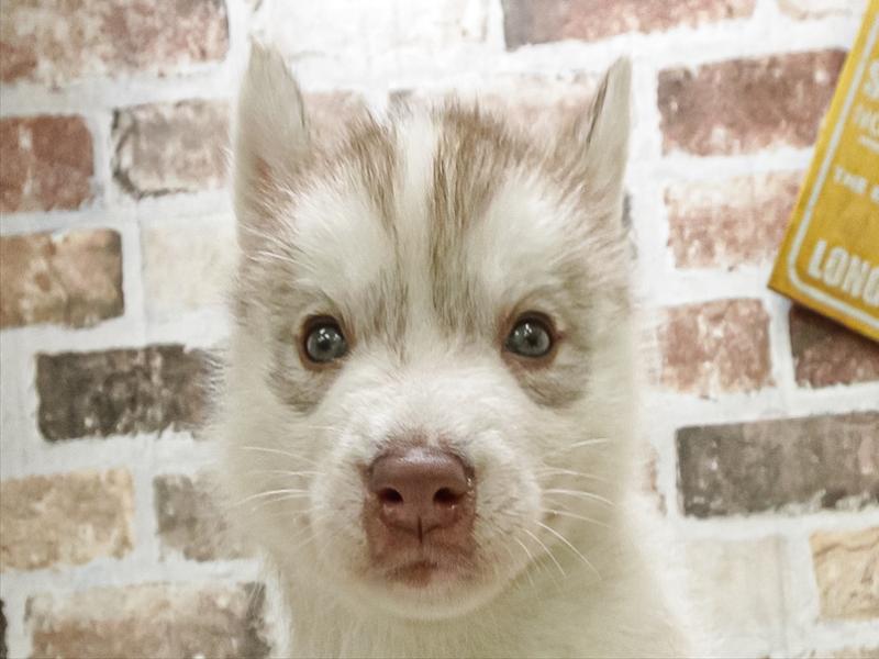 愛知県のシベリアンハスキー (ワンラブ名古屋守山インター総本店/2026年1月19日生まれ/男の子/チョコレートホワイト)の子犬の1枚目の画像